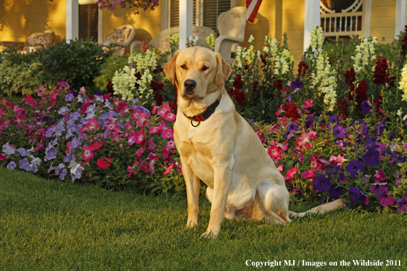 Yellow Labrador Retriever.