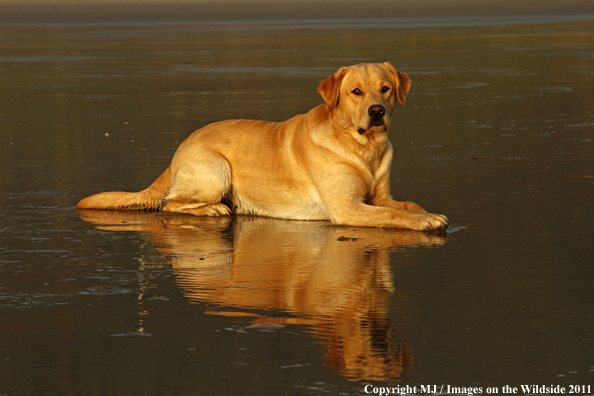 Yellow Labrador Retriever.