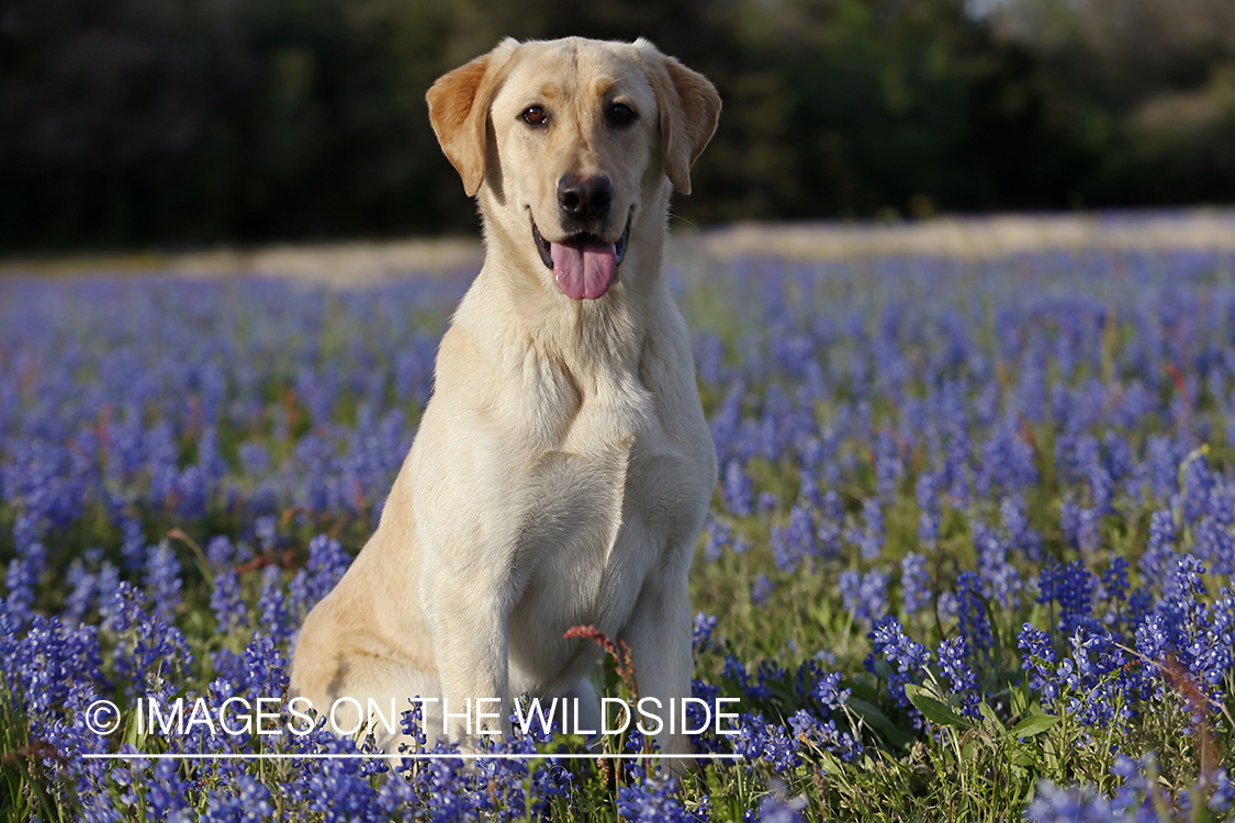 Yellow Labrador Retriever in field of wildflowers.