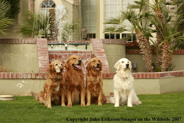 Golden Retrievers 