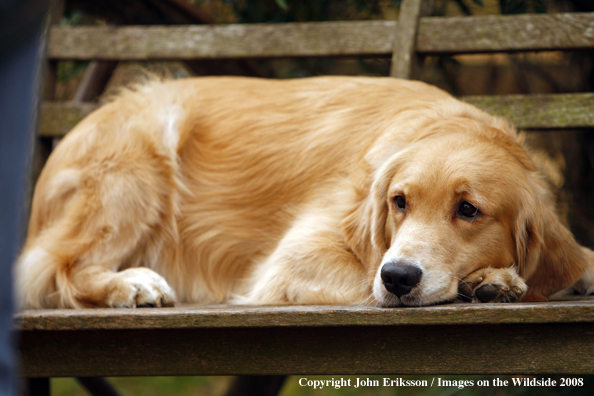 Golden Retriever