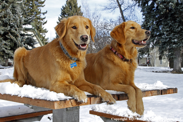 Golden Retrievers in winter.