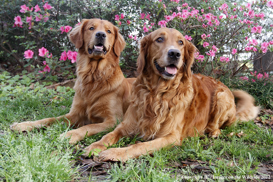 Golden Retrievers