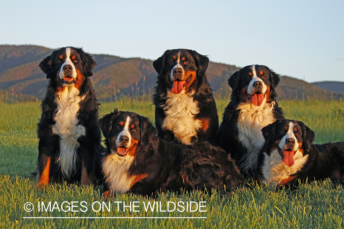 Bernese Mountain Dogs