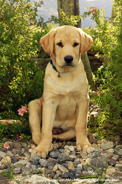Yellow Labrador Retriever Puppy