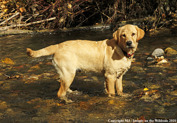 Yellow Labrador Retriever Puppy