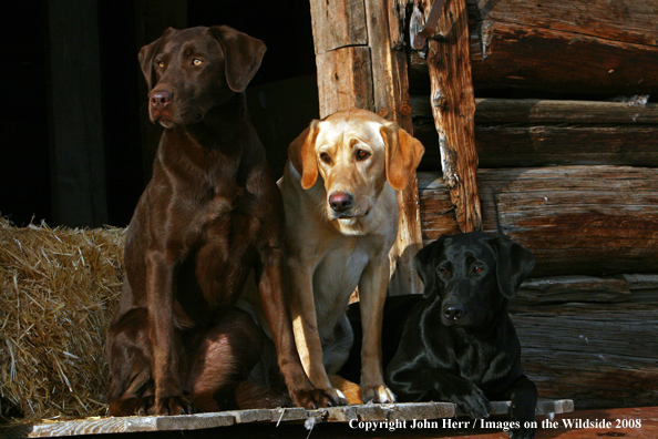 Multi-colored labrador retrievers