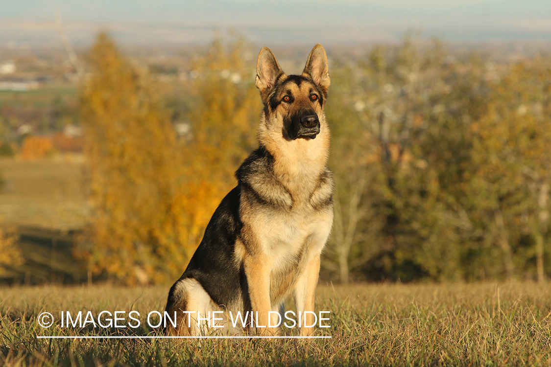 German Shepherd in grass.