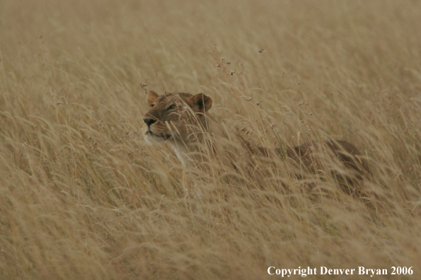 African lionesses 