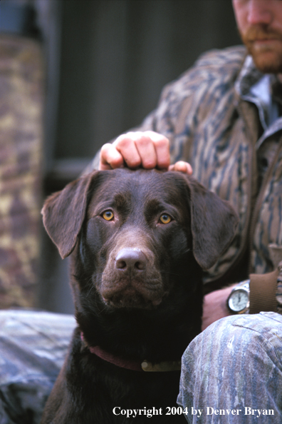 Chocolate Labrador Retriever 