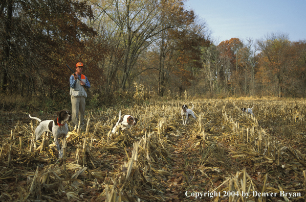 Upland bird hunter with English Pointers.