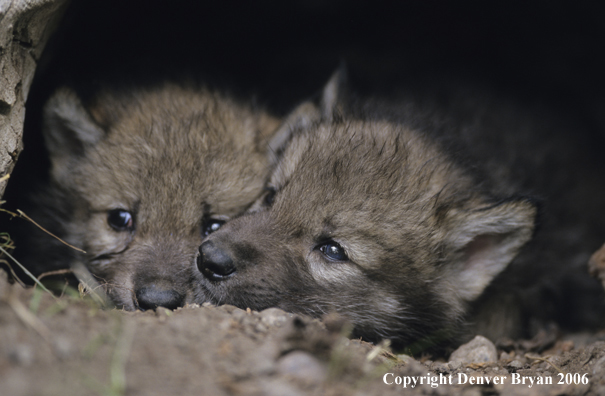 Gray wolf pups in den.