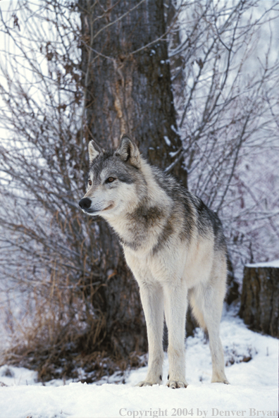 Gray wolf in winter habitat.