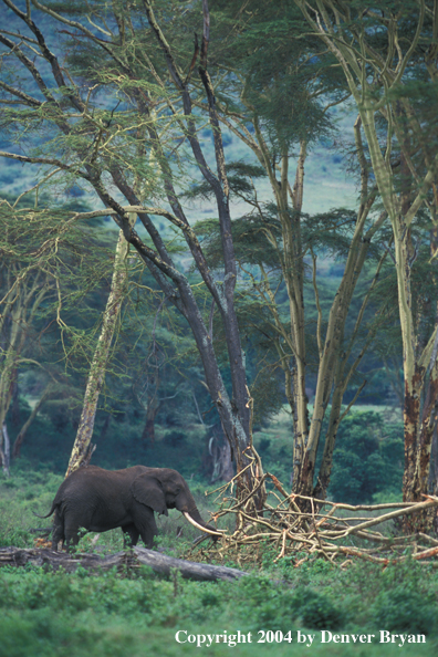 African elephant in habitat.