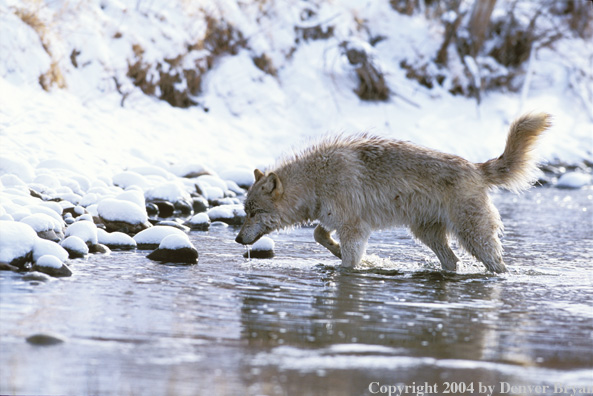 Gray wolf in stream.