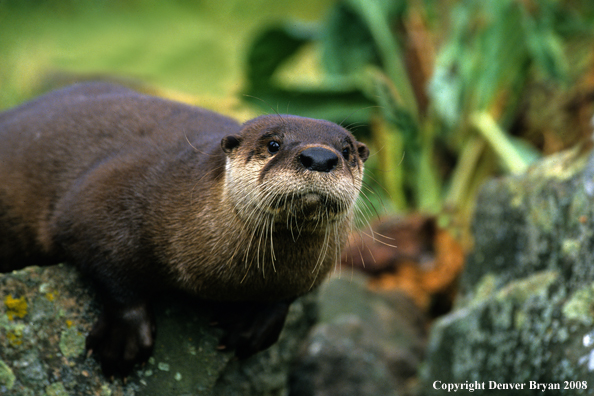 River Otter in habitat
