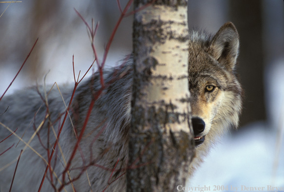 Gray wolf in habitat.