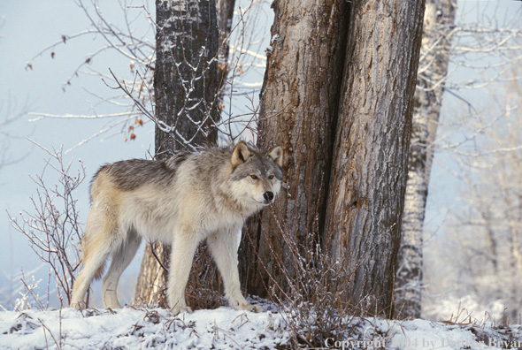 Gray wolf in winter habitat.