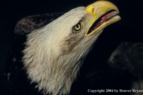 Bald eagle.