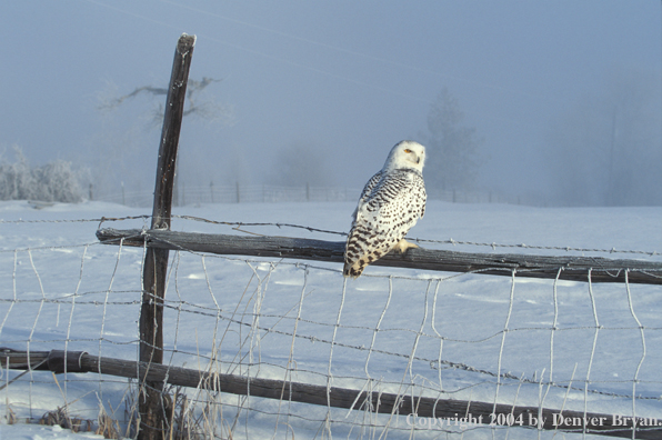 Snowy owl.