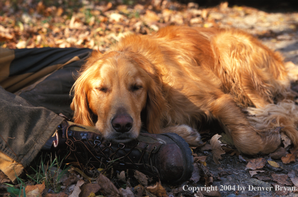 Golden Retrieverand owner resting.