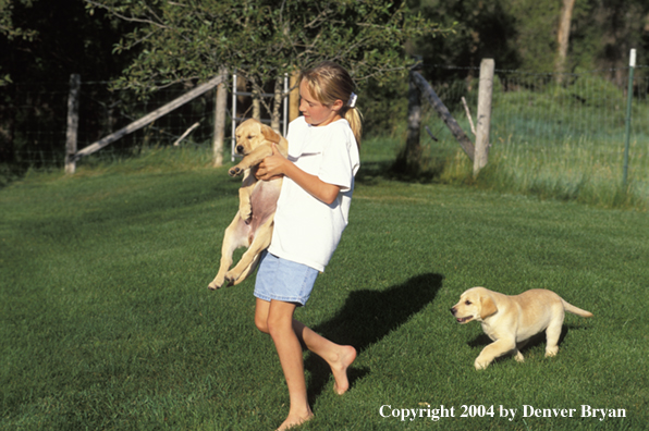 Child with yellow Labrador Retriever puppies