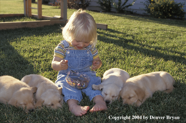 Child with yellow Labrador Retriever puppies