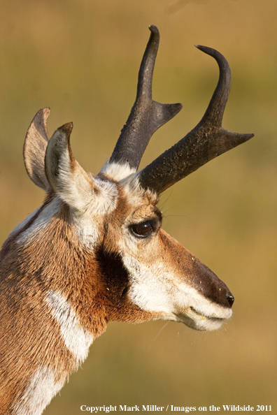 American Pronghorn Antelope buck in habitat.