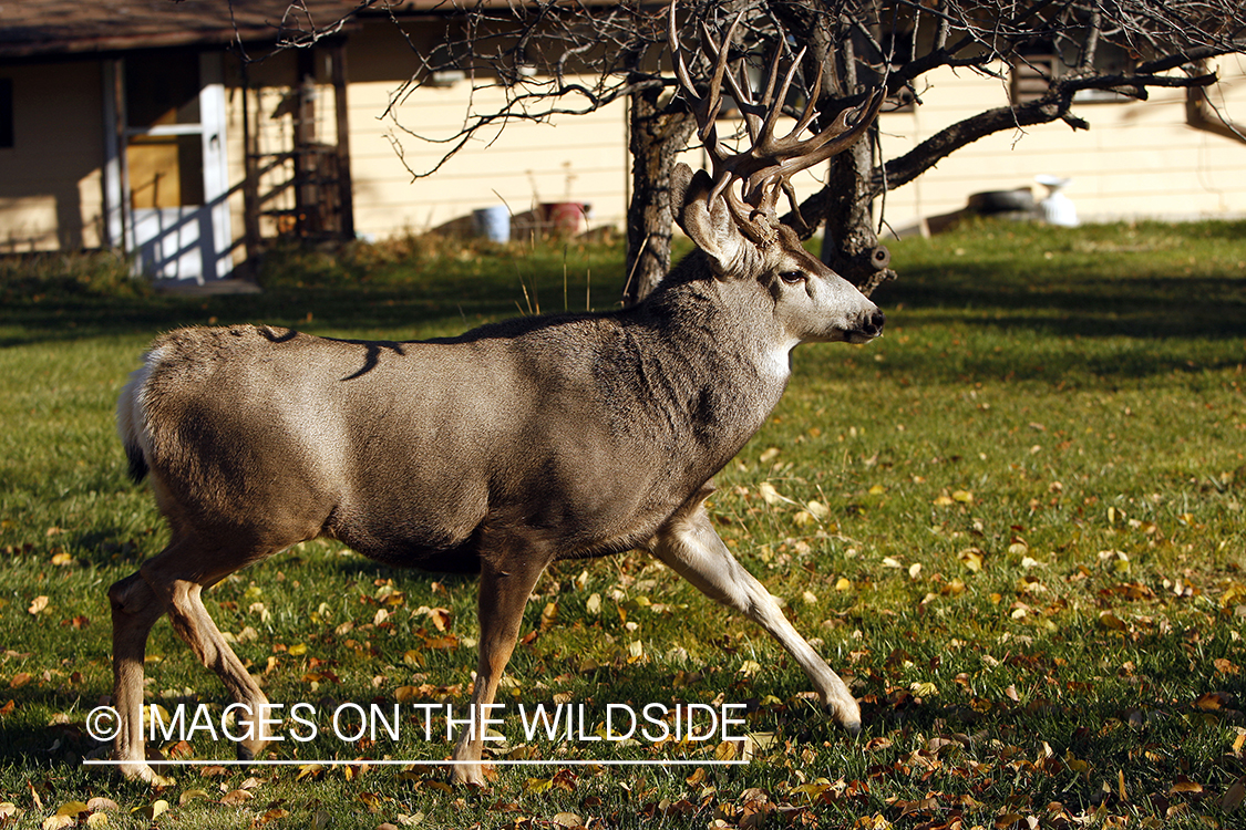 Mule deer in urban setting