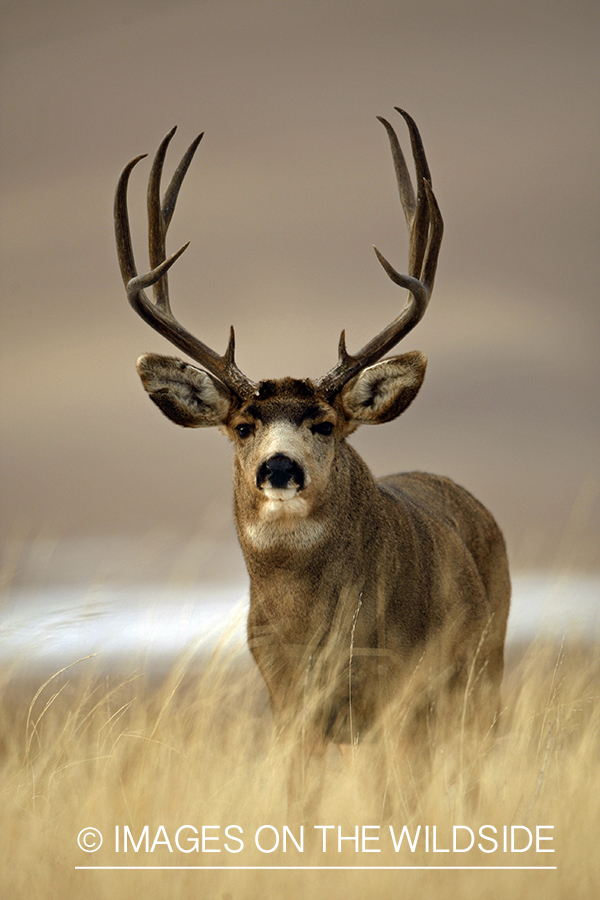 Mule deer 