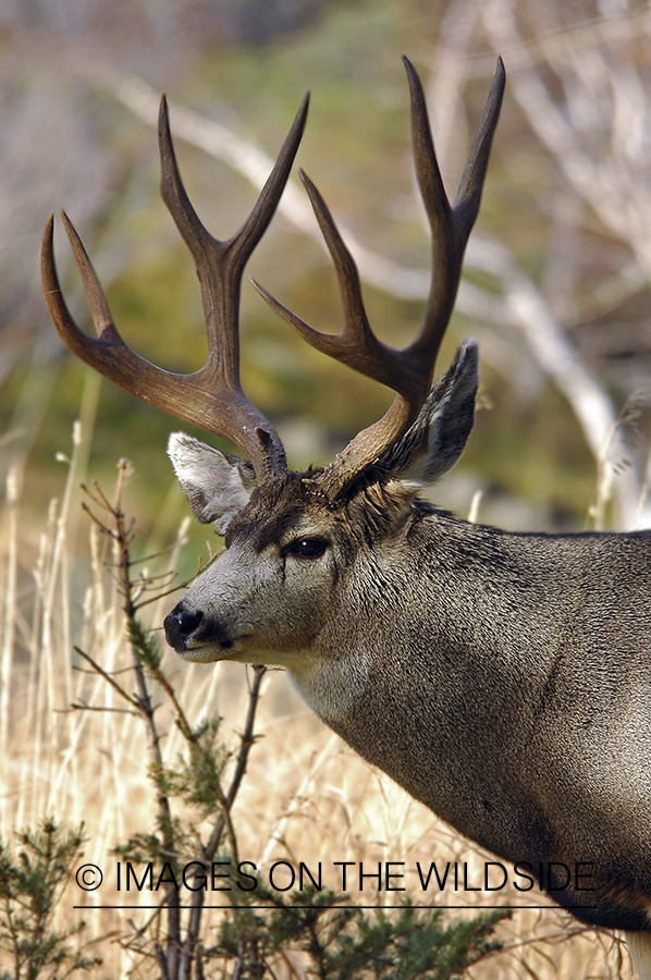 Mule deer 