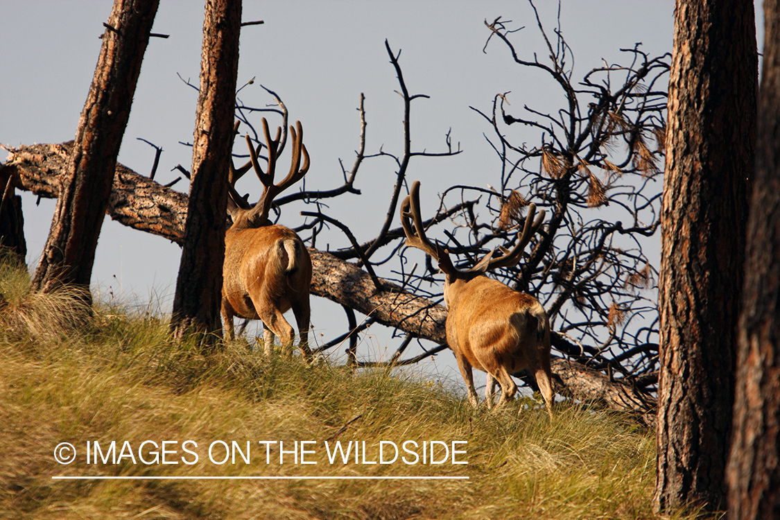 Mule Deer in Habitat