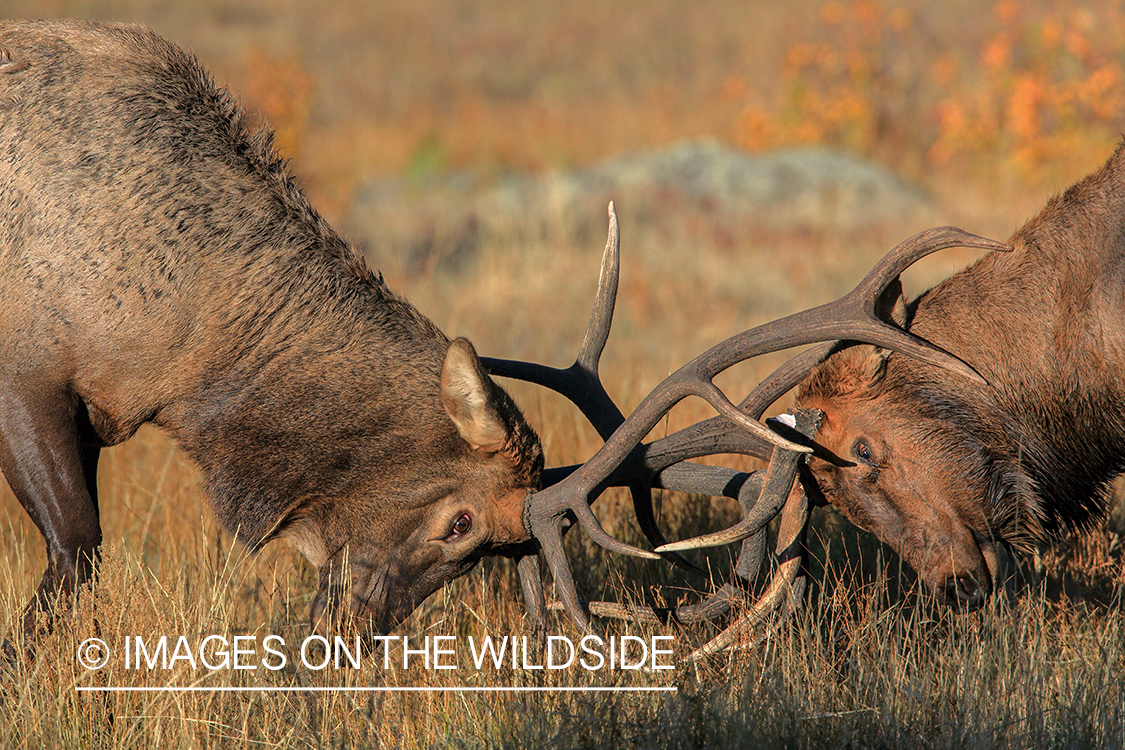 Bull elk fighting during rut.