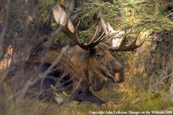 Alaskan Moose in Habitat