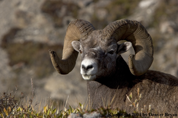 Rocky Mountain bighorn sheep (ram).