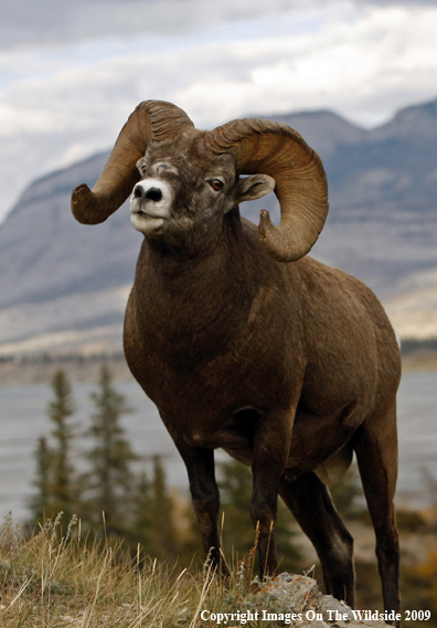 Rocky Mountain Bighorn Sheep