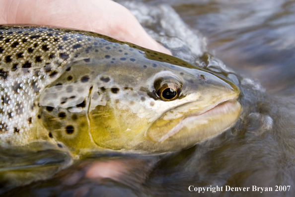 Close-up of nice brown trout.