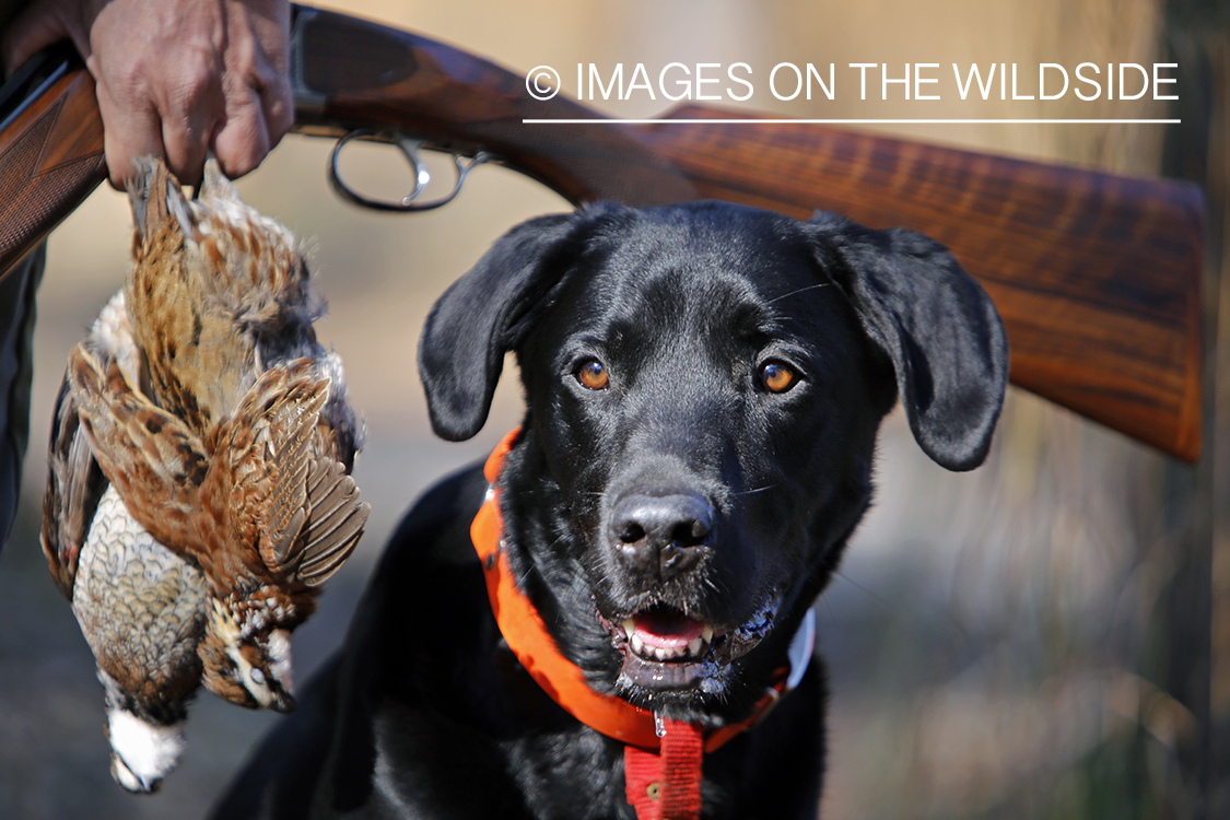 Black lab with hunter and bagged bobwhite quail.