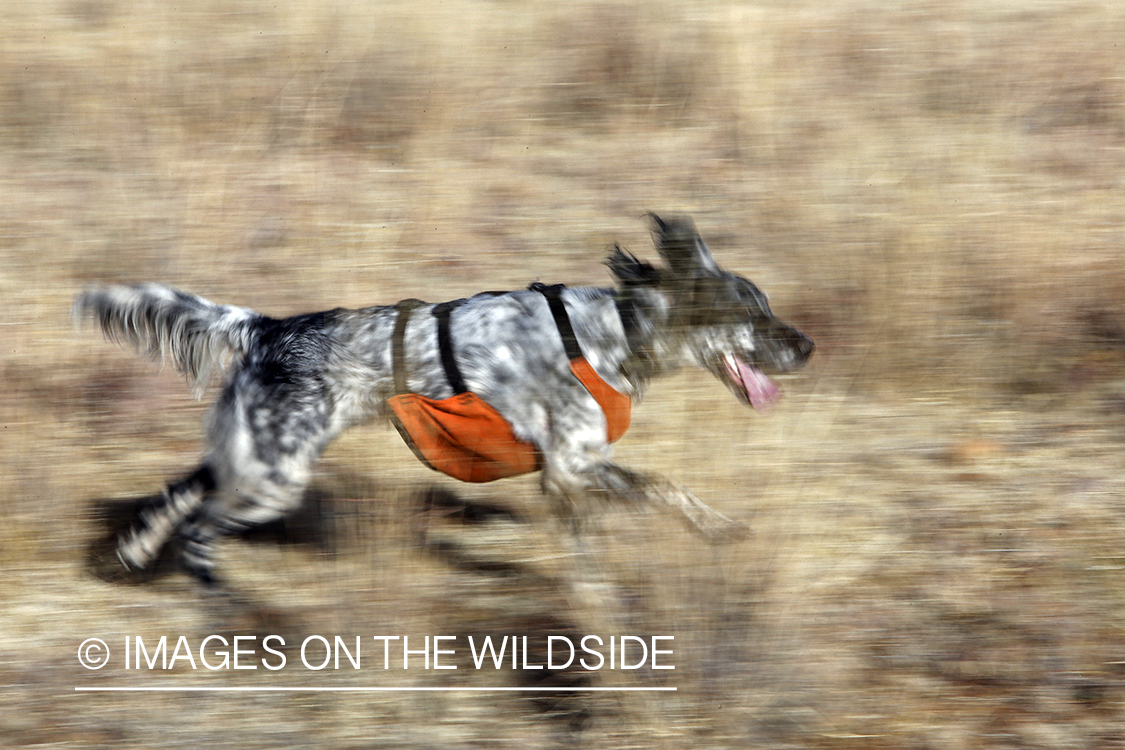 English Setter running in field.