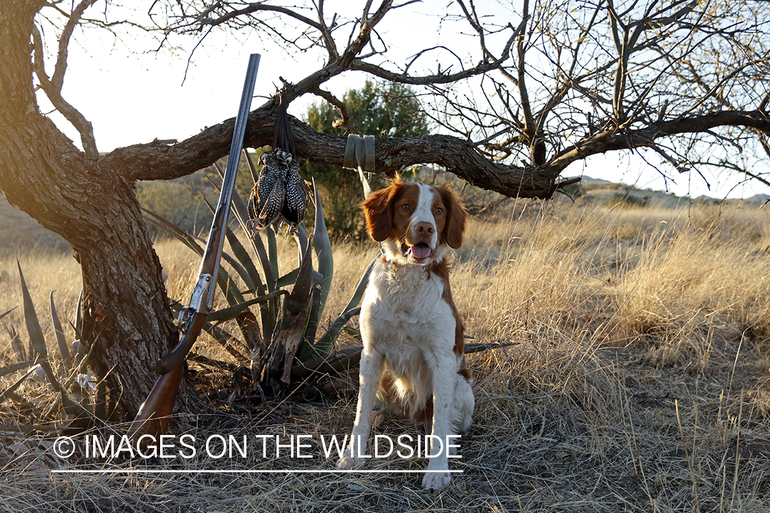Brittany Spaniel with bagged Mearns quail and shotgun.