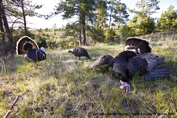 Bagged (Merriam's) Turkey with decoy