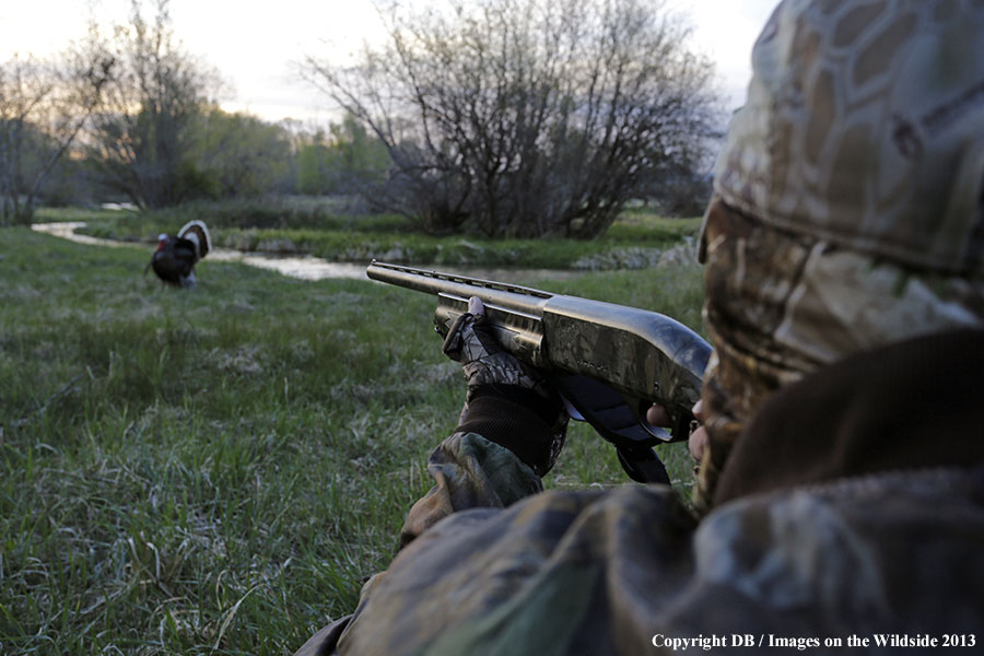 Turkey hunter shooting at gobbler.