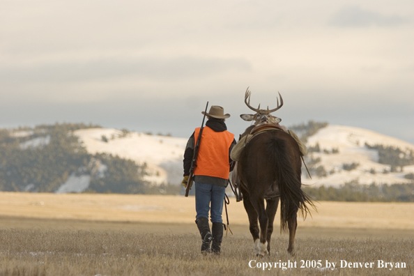 Deer hunter packing out bagged white-tailed buck.