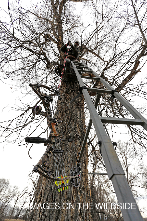 Bowhunter ascending into tree stand.