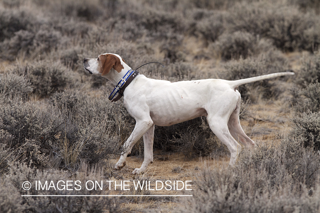 English Pointer on point.
