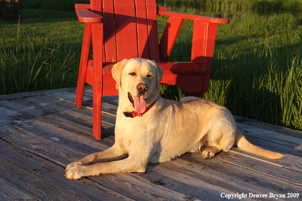 Yellow Labrador Retriever by chair