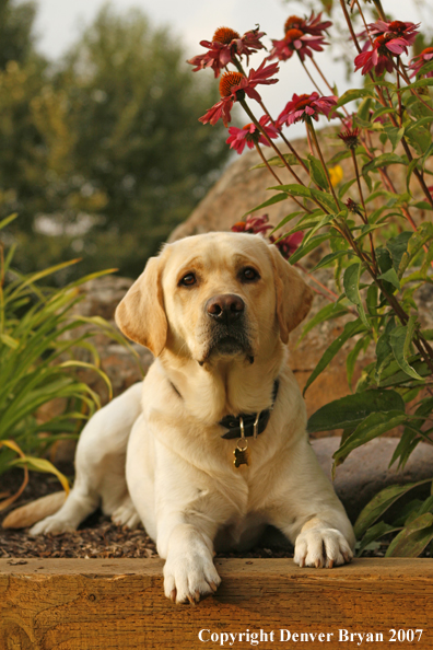 Yellow Labrador Retriever