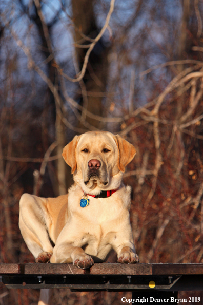Yellow labrador retriever