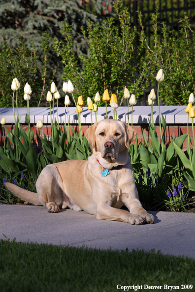 Yellow Labrador Retriever by flowers