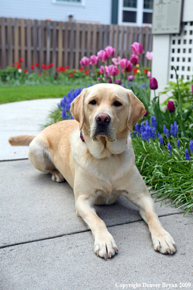 Yellow Labrador Retriever by flowers